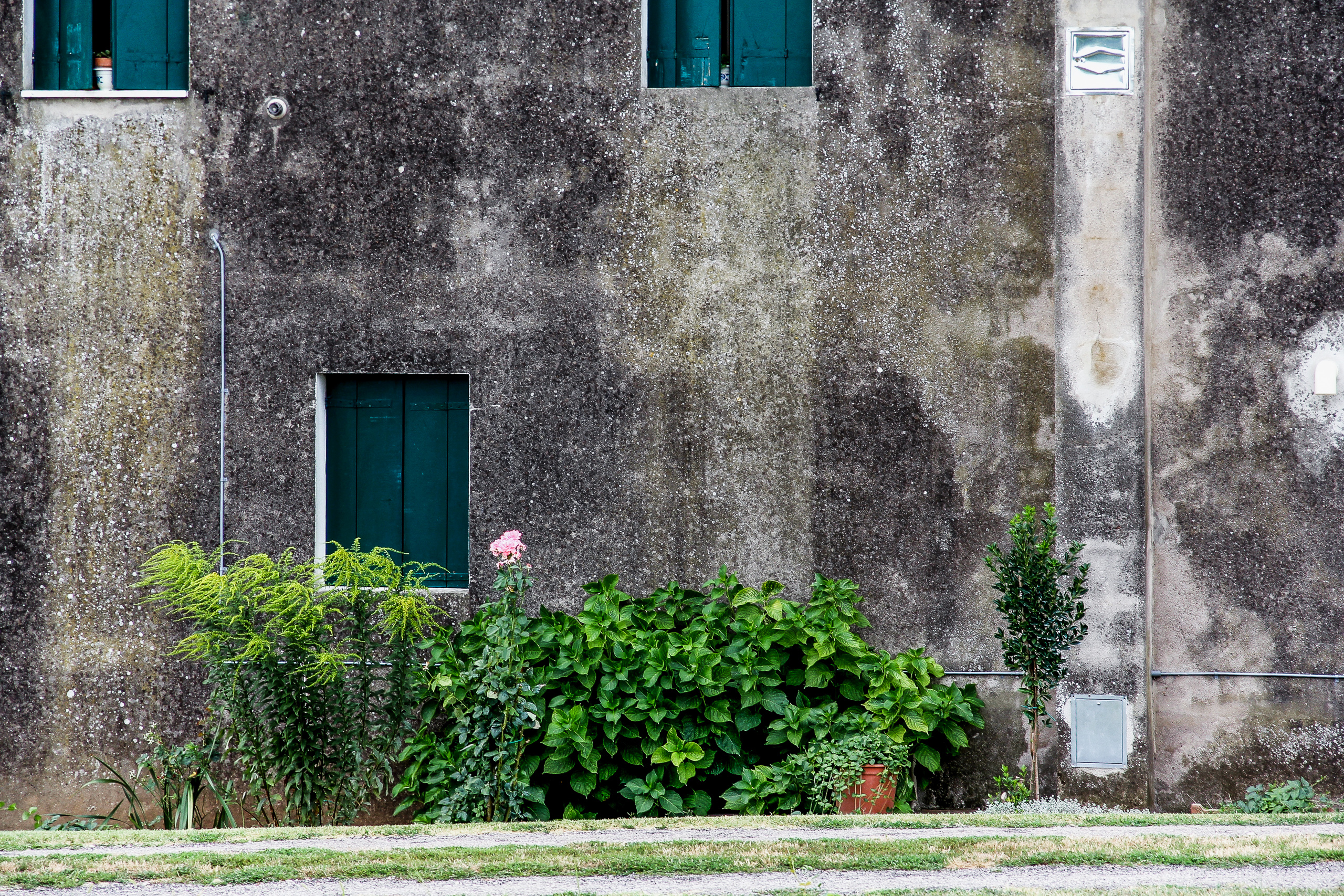 Fleckige Betonwand mit grünen Fensterläden, davor eine einzelne rosa Blüte